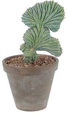 KENTIS - Myrtillocactus Geometrizans Crestato - Piante Grasse - H 25-40 cm Vaso in Terracotta Ø 18cm