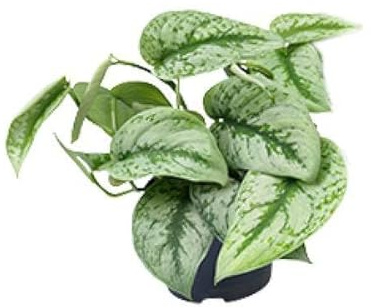 Gefleckte Efeutute – Scindapsus Pictus Trebie – Zimmerpflanze – Ø12cm – 20 cm hoch – pflegeleicht – hängende Ranken – Halbschatten – Indoor-Pflanze
