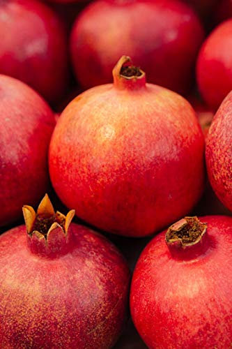 Albero di Melograno pianta di melograno varietà Mollar De Elche già innestato Età 2 anni pianta di melagrana in vaso pianta vera di melagrana venduta da eGarden.store