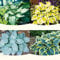 100 Stück samen hosta pflanze winterhart mix funkien - Seltene Pflanzen serie - blumenmischung blumenwiese topfpflanzen draußen winterhart plants grünpflanzen praktische geschenke