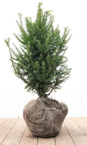 Taxus baccata 40-50 cm - Gewöhnliche Eibe, immergrün, ideal für Hecken, winterhart, schnittverträglich, pflegeleicht