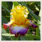 Iris color arcobaleno, bulbi resistenti e di alta qualità, fiore perenne e indispensabile in giardino, decorazione del patio-6 Bulbi-G