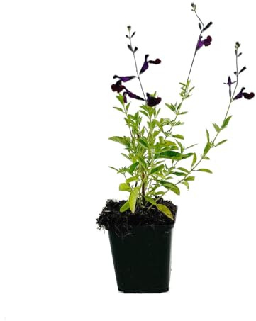 6 Stück Salvia 'Nachtvlinder' von INTRAGARTEN | Salbei Nachtfalter | lilablühende Salbei Staude im Topf | Pfirsichsalbei