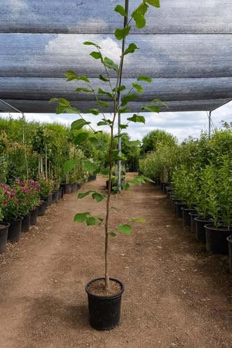 Tilia platyphyllos en maceta 10 L – Árbol ornamental de gran sombra y follaje frondoso | EL NOU GARDEN