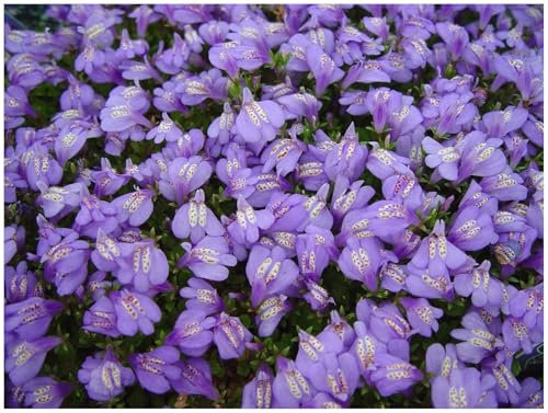 Stauden Gänge 100 x Mazus reptans (Winterhart/Staude/Bodendecker/Mehrjährig/Stauden) Lippenmäulchen - Eine farbenfrohe Grundlage für kreative Gartengestaltung - Trittfest