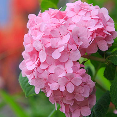 Bauernhortensie 'Bouquet Rose' - Hydrangea Macrophylla 'Bouquet Rose' - 25-30 cm Topf - Rosa Blüten, kompakte Form