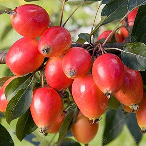Malus 'John Downie' | Crab Apple | Ornamental Garden Tree | 5-6ft