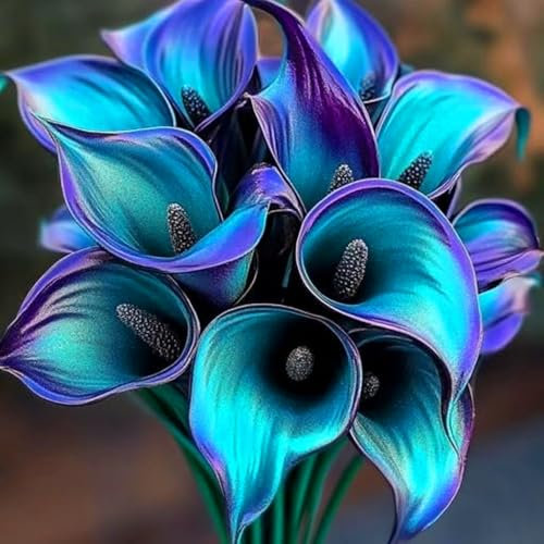 Calla Lily Bulbs - Suitable for Gardens and Balconies, Highly Ornamental,Hardy Perennial, Excellent Display-2bulbs-E