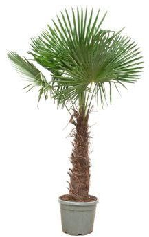 Chinesische Hanfpalme Trachycarpus Fortunei – Winterhart – 270 cm Höhe – Ø55cm – Exotische Garten- & Terrassenpflanze – Pflegeleicht & robust
