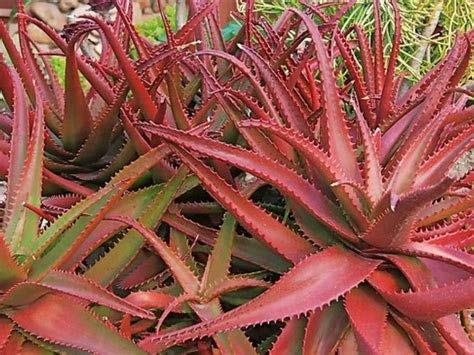 Genipap 20 Red Aloe Vera Plant Seeds