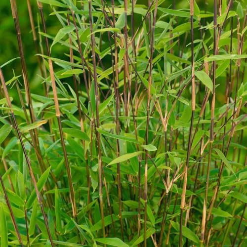 Bambus Fargesia 'Volcano', Höhe 60-80 cm, Topf 7,5 Liter, 2 Stück