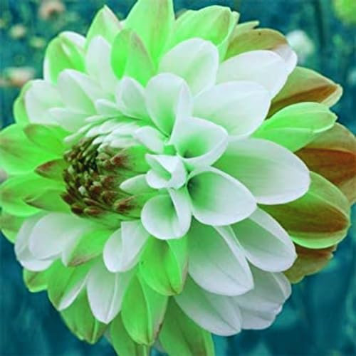 Dahlienzwiebeln dahlien knollen winterhart Dahlien knollen großblumig winterhart dahlien knollen winterhart rot knollen dahlien knollen xxl