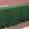 6 Heimische-Eibe 15-35 Taxus baccata winterhart T9x9 immergrün Hecken Pflanzware