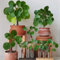 pilea peperomioides samen,glückstaler samen - balkon, steingartenpflanzen winterhart Chinesische Geldbaum bonsai, blumenwiese samen samen blumen, balkon blumen blumen balkon, 50pcs