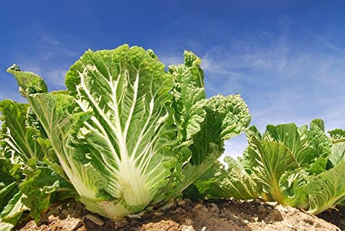 Graines de chou chinois Bristol - Brassica Pekinensis
