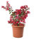 KENTIS - Lagerstroemia Indica Rote - Blühende Plfanzen - Echte Pflanzen für Garten - Balkon Pflanze - Heckenpflanze – Hoch 60-80 cm Topf Ø 24 cm