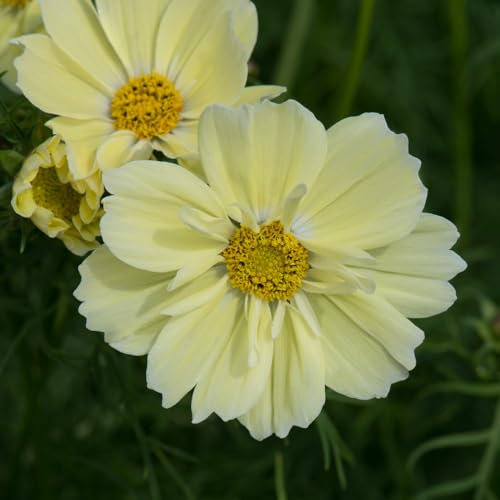 Cosmos 'Xanthos Lemon Sherbet'. Plug Plant x 6. Pale Yellow Cosmos Bedding Flowers. Available from Bedwen Plants