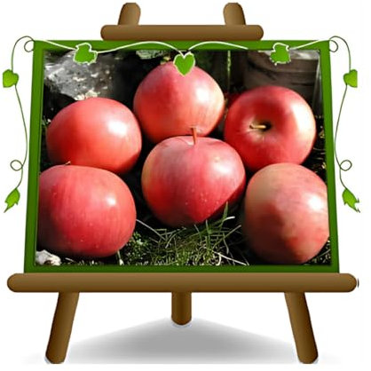 Meli Abbondanza Rossa – Pianta da frutto antico su Vaso: ø 26 cm. - Altezza: 180~200 cm.- Età: 4 anni.