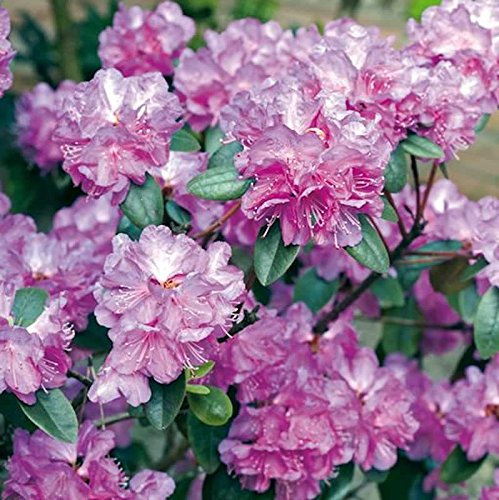 Zwerg Rhododendron P. J. Mezitt 40-50cm - Rhododendron impeditum - Zwerg Alpenrose - Gartenpflanze