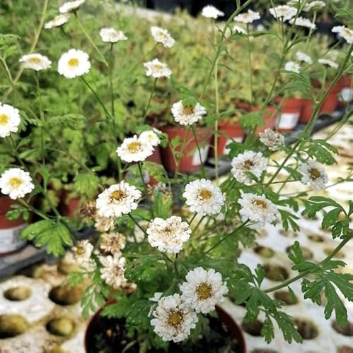 Vivai le Georgiche - Pianta vera di herba maresina Tanacetum parthenium, Crisantemo parthenium Matricale, Matricaria parthenium - vaso Ø 16 cm