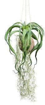 artplants.de Deko Tillandsien Blumenampel GRISPU in Kokosnuss, grün, 65cm - Künstliches Gesteck