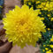 100 semillas de flores de crisantemo, amarillas