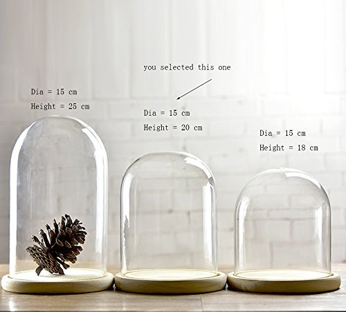 Campanas de cristal con forma de cúpula con bandejas de madera con diámetro de 15 cm, vidrio, transparente, Medium