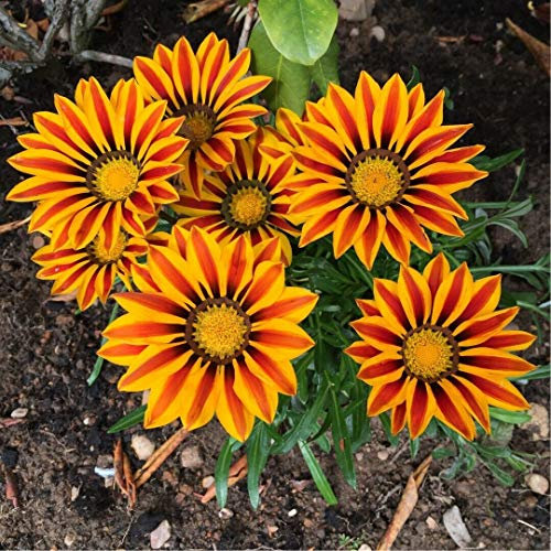 Gazania F1 Big Kiss Yellow Flame x10 Seeds, (M) Bedding & Tub Plant
