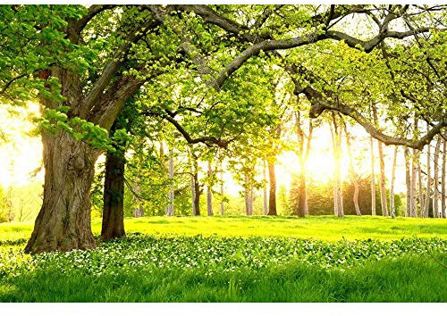 Fotomurales Decorativos Pared Efecto 3d Mural PanoráMico Bosque Naturaleza Sala De Estar NiñOs Dormitorio DecoracióN Del Hogar PóSter -Tela no tejida_250x180cm-5 parte