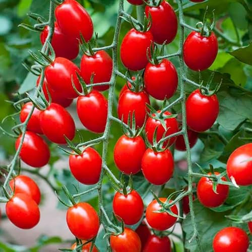 Generico 10 kleine Tomatenpflanzen Terre di Romagna Made in Italy