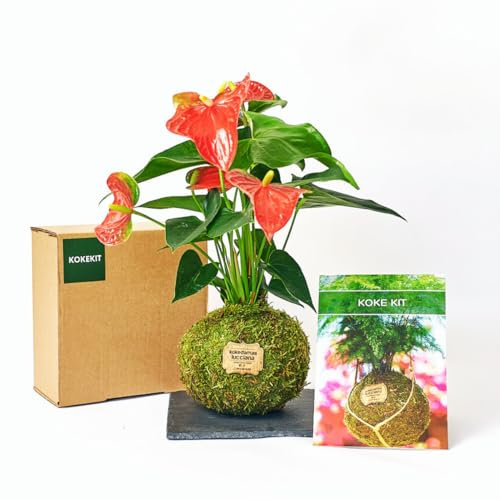 Kokedamas Lucciana Koke Kit - Anturio Rojo | Kokedama Interior | Bola de Musgo Vivo| Kokedama DIY | Planta Natural | Planta Interior | Decoración Hogar | Fácil Cuidado y Mantenimiento