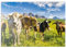 MyPuzzle Kühe vor Einer Idyllischen Alpen-Landschaft - Premium 200 Teile Puzzle - MyPuzzle Sonderkollektion von Puzzle Galaxy