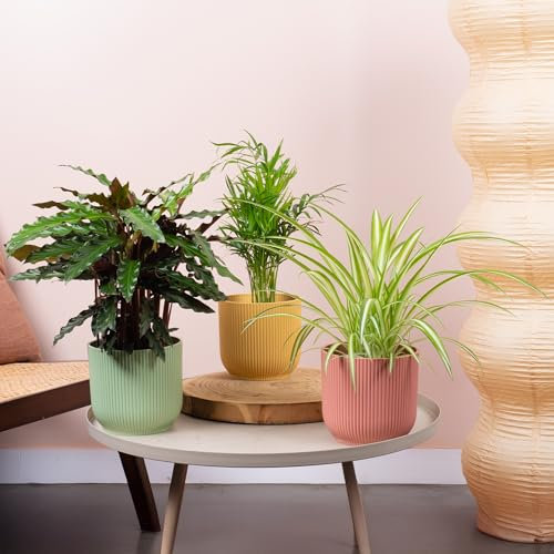 3 x Ensemble de Plantes d'Intérieur Amicales pour Animaux - Trio de Calathea Elgergrass, Chamaedorea Elegans, Chlorophytum Comosum - Mélange de Plantes Réelles en Pots de 12 cm.