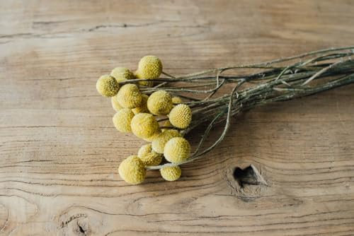NaDeco Craspedia globosa getrocknet im Bund mit 10 Stielen Trockenblumen Trommelstöckchen Billy Kugeln Craspedia gelb Billy Ball Gelbe Craspedia Billy Kugel Knöpfe Trockenstrauß