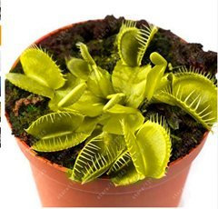 vegherb 100pcs / Lot Dionée, Plante Insectivore Potted Dionaea géant Clips Dionée Graines Bonsai pour Jardin 3