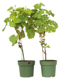 Plant in a Box - Weinmix - Vitis ‘Himrod’ und ‘Vanessa’ - 2er Set - ⌀21cm - Höhe 60-75cm