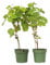 Plant in a Box - Weinmix - Vitis ‘Himrod’ und ‘Vanessa’ - 2er Set - ⌀21cm - Höhe 60-75cm