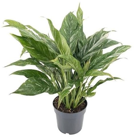 Spathiphyllum variegata 'Diamond' Einblatt Zimmerpflanze Ø14 cm ca. 55 cm | luftreinigend und Pflegeleicht, für Wohnraum und Arbeitsplatz, dekorativer Wuchs, für Wohnzimmer und Büro