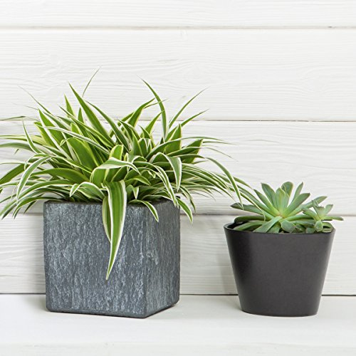 Eurographics Cactus In Concrete Pots I 20x20 Glasbild, Glas, Weiß, 20 x 20 x 1,7 cm