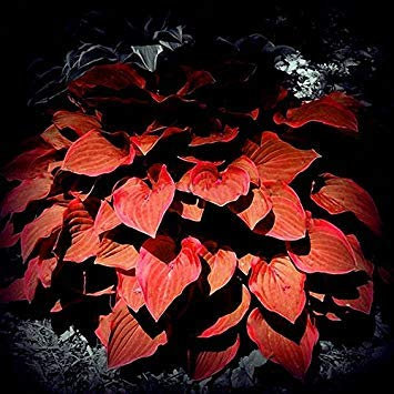 Pinkdose® Rot: Davitu 150 Teile/paket Hosta Blumensamen Garten Stauden Zier Lilie Schatten Hosta Pflanzen Samen - (Farbe: Rot)