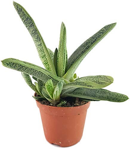 Fangblatt - Gasteria Dragon Skin - außergewöhnliche sukkulente Pflanze - besondere Gasterie und pflegeleichte Zimmerpflanze