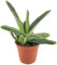 Fangblatt - Gasteria Dragon Skin - außergewöhnliche sukkulente Pflanze - besondere Gasterie und pflegeleichte Zimmerpflanze