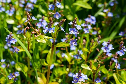 PPUK 2 x Native Plants with a Pot & Compost - Veronica Beccabunga