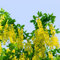 25 pcs goldregen baum winterhart samen, goldregen pflanze, outdoor pflanzen, exotische pflanzen winterhart, goldregen samen (Laburnum anagyroides) blumen pflanzen, ostergeschenke