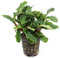 Bucephalandra 'Green Velvet' - Plante Vivante pour Aquarium