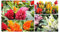 Pcs - 30x Crête de Coq la Pampa Panache Mixte - Panache Jardin Plantes - Graines KS37 - Seeds & Plants Shop by Ipsa