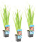 Bloomique - 3er Set - Schizostylis Mrs Hegarty - Spaltgriffel - Rosa - Teichpflanzen Winterhart - Wasserpflanzen - Zone 1-2 - Höhe 30-40 cm - Topf 9 cm