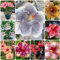100 pcs hibiskus winterhart samen - deko modern bienenwiese saatgut bonsai baum winterharte kübelpflanzen bienenwiese saatgut mehrjährig winterhart bäume garten winterhart