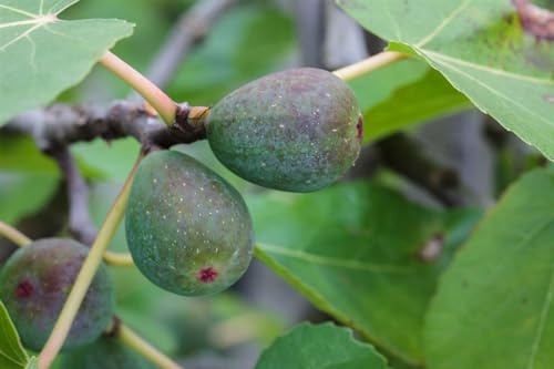 Feigenbaum Ficus carica Firoma 40-60 cm Obstbaum winterhart Kübel Garten | Süße Früchte, sonniger Standort, robust, für Terrasse und Balkon, ideal als Kübelpflanze, leichte Pflege
