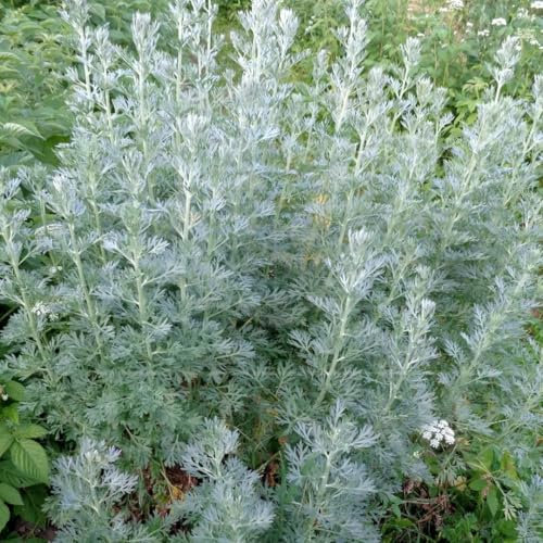 Echt-Wermut 5000 SAMEN Wermutkraut Artemisia absinthium Bitterer Beifuß WORMWOOD